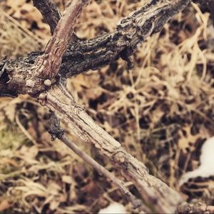 Meet your Posher, Alison